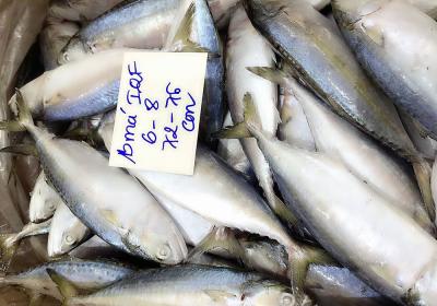 Cá bạc má (6-8con/kg)