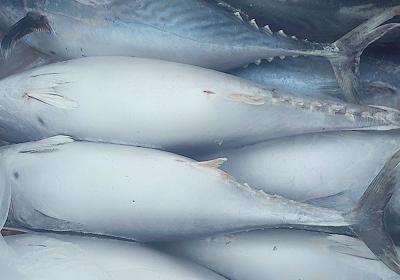 Cá ngừ bông 1.5-1.8kg/con