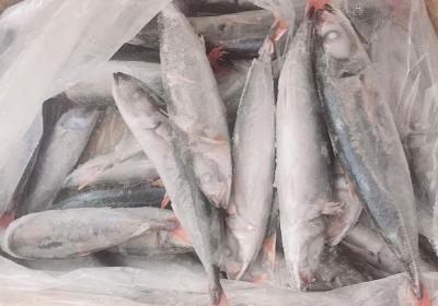 Cá nục đuôi đỏ (8-10con/kg)