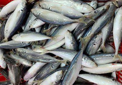 Cá nục gai (14-16con/kg)