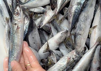 Cá nục suôn xanh (8-10con/kg)