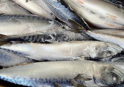 Cá Saba - Nhật (size 300-500)