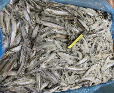 Cá trứng đông lạnh nhập khẩu Nauy