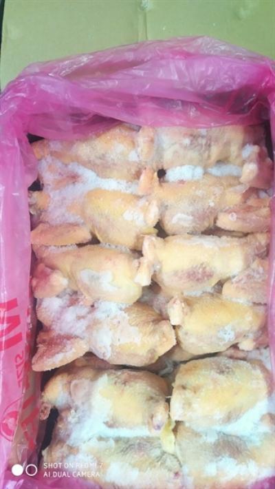 Gà nguyên con Singgreen nhập khẩu Hàn Quốc