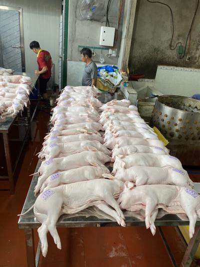 Heo sữa đông lạnh 1.6 – 1.9kg