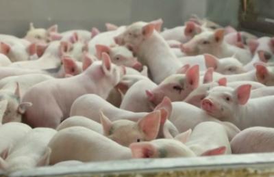 mua heo sua song o dau