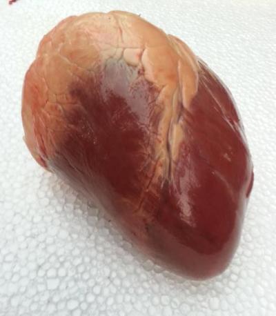 Tim trâu đông lạnh M83